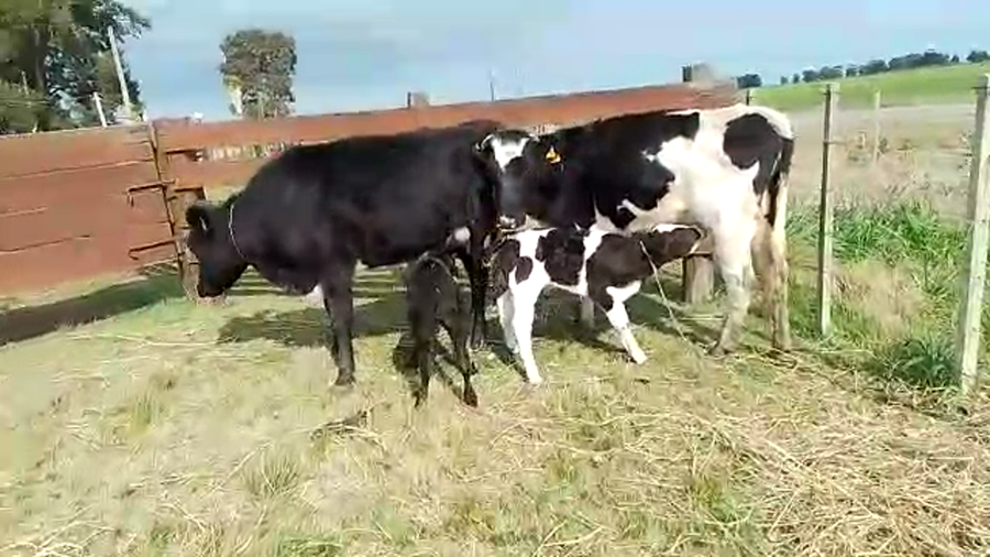 Lote 4 Piezas de cría HOLANDO a remate en PANTALLA CAMY - SAN JOSE  1500 VACUNOS 400kg - , San José