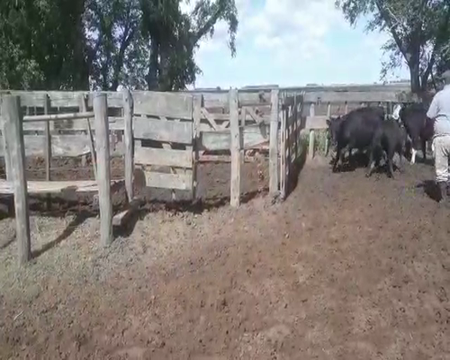 Lote 9 Novillitos en Macachín, La Pampa