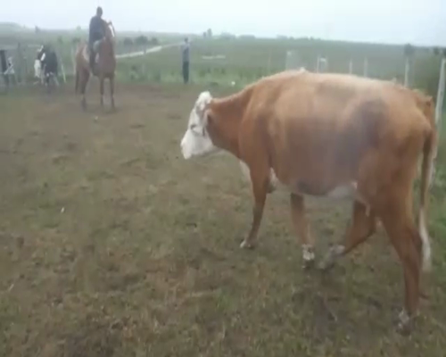Lote 3 Vacas de Invernada INDUSTRIA a remate en Pantalla Aniversario 590kg - , San José