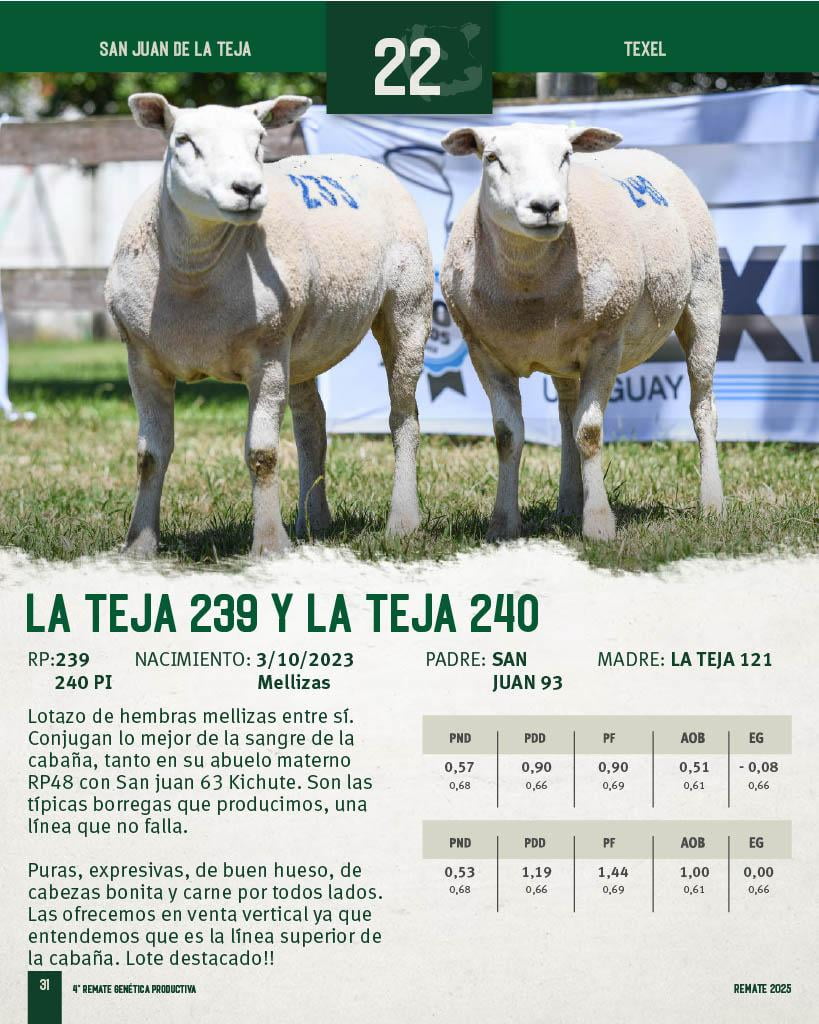 Lote 2 Borregas a remate en 4º Genetica Productiva, San José