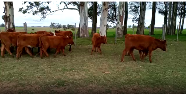 Lote 38 Terneras en Soriano