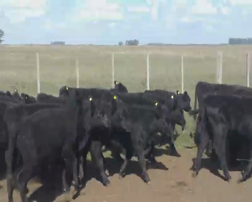 Lote 45 Terneros en Urdampilleta, Buenos Aires