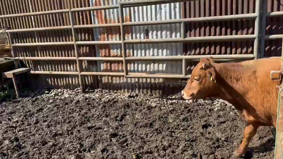 Lote 45 Novillo Engorda en Lautaro, IX Región Araucanía