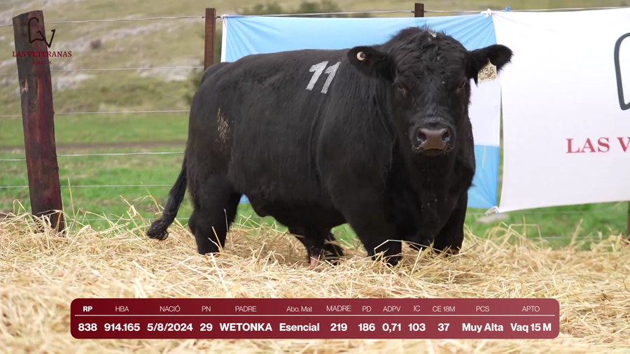 Lote Lote 4 Toros - RP 838
