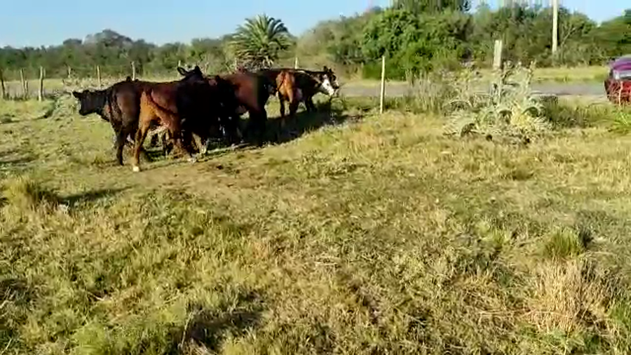 Lote 11 Terneras Angus y Cruza