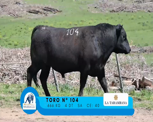 Lote TORO 104