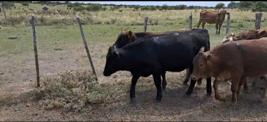 Lote 28 Terneros/as en Corrientes, Curuzú-Cuatiá