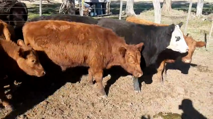 Lote 27 Novillitos en Rivera