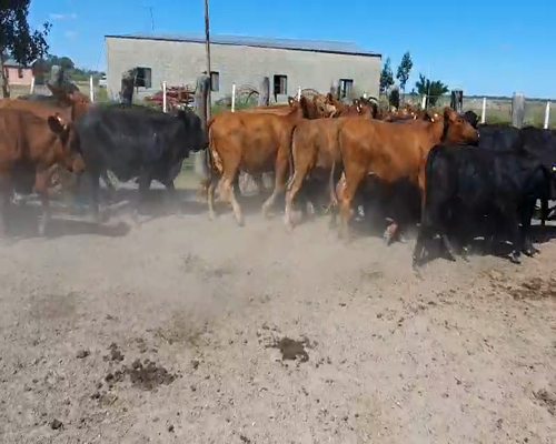 Lote 40 Vaquillonas en San Luis del Palmar, Corrientes