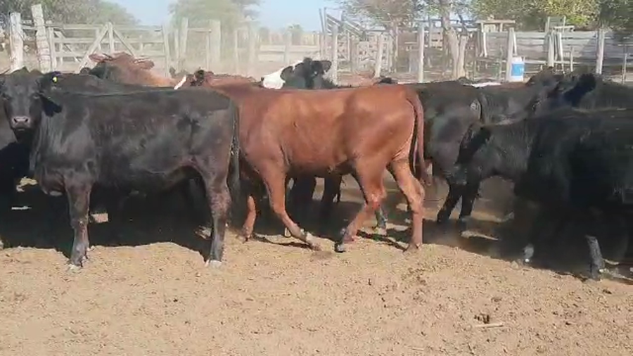 Lote 60 Vaquillonas en Vilelas, Santiago del Estero