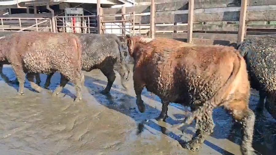 Lote 20 Vaquilla Gorda en Los Ángeles, VIII Región Biobío