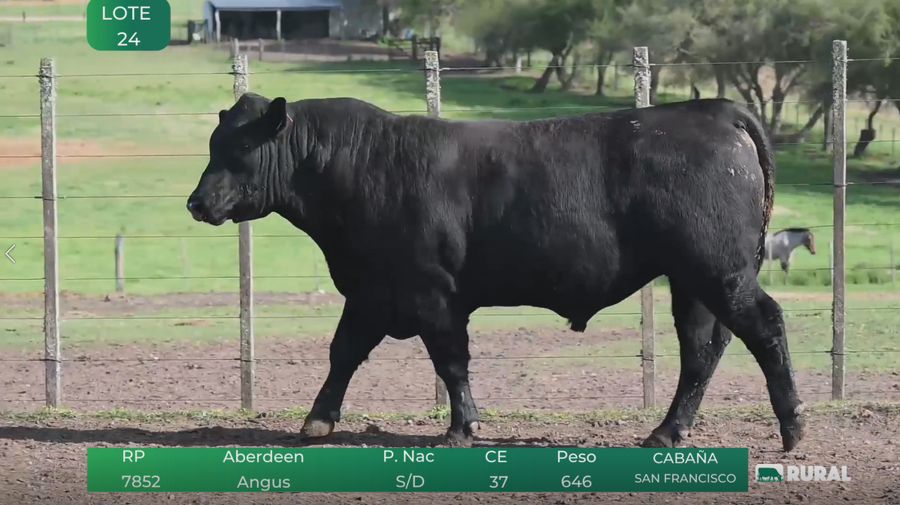 Lote Toros RP 7834-7852