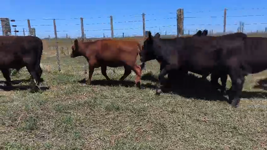 Lote 33 Terneros/as