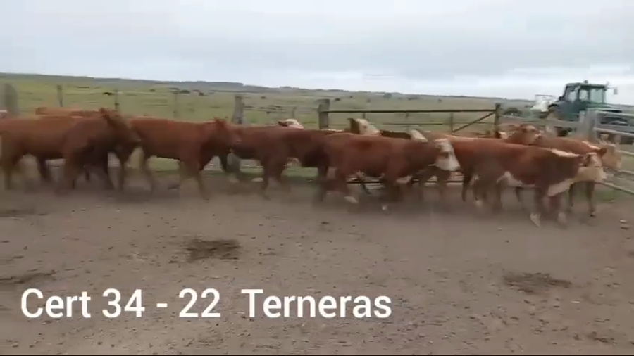 Lote TERNERAS