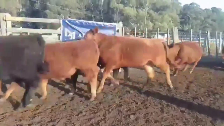 Lote 90 NOVILLITOS, EN GUAMINI, BS. AS.