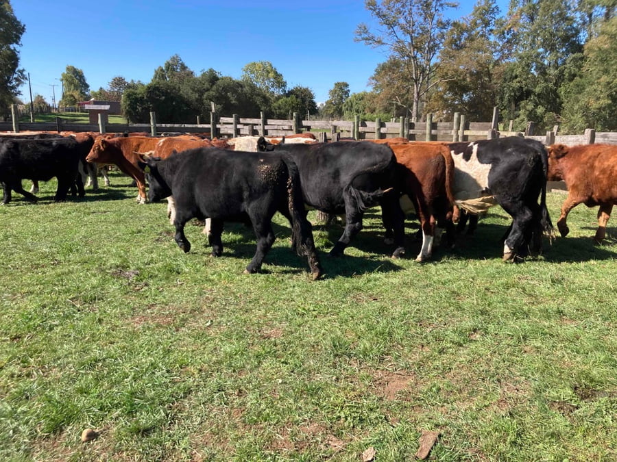 Lote 30 Novillo Engorda en Frutillar, X Región Los Lagos