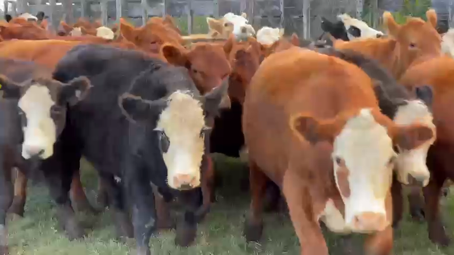 Lote 120 Novillitos
