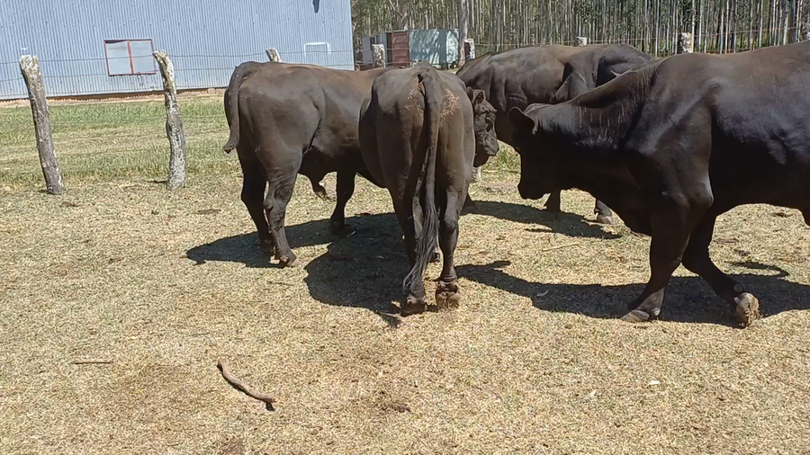 Lote 40 Vacas de invernar en Villa Elisa, Entre Ríos