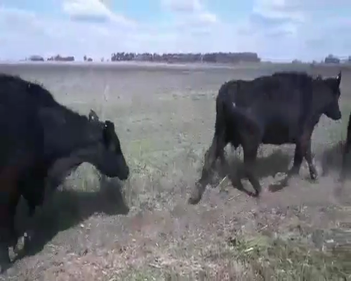 Lote 25 Vacas medio uso en Pergamino, Buenos Aires