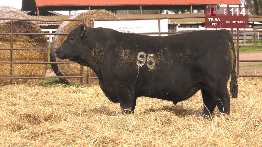 Lote TOROS ANGUS NEGROS  PC