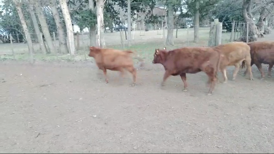 Lote 70 Terneras EN HUANGUELEN