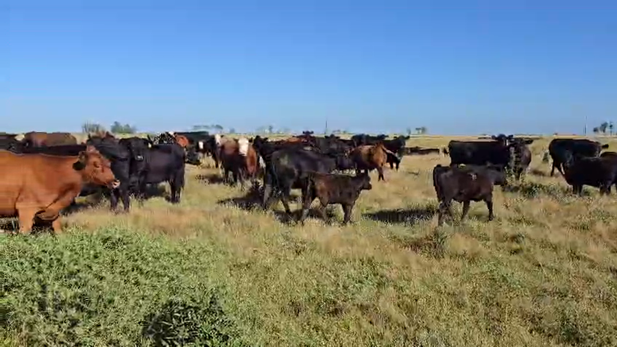 Lote 60 Terneros/as en Gral. Conesa