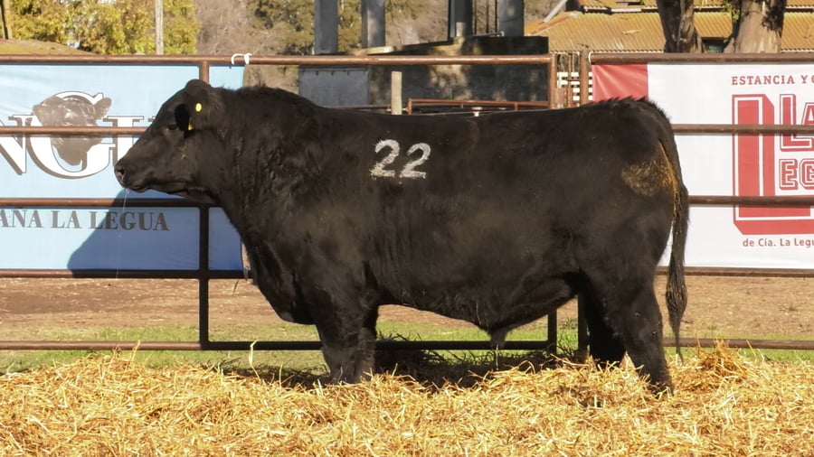 Lote TOROS ANGUS NEGROS PC