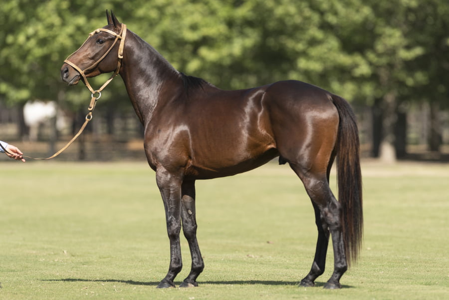 Lote TAITA SUGUS - T/E (ANAY SUR CARAMELO - TAITA FACIL)