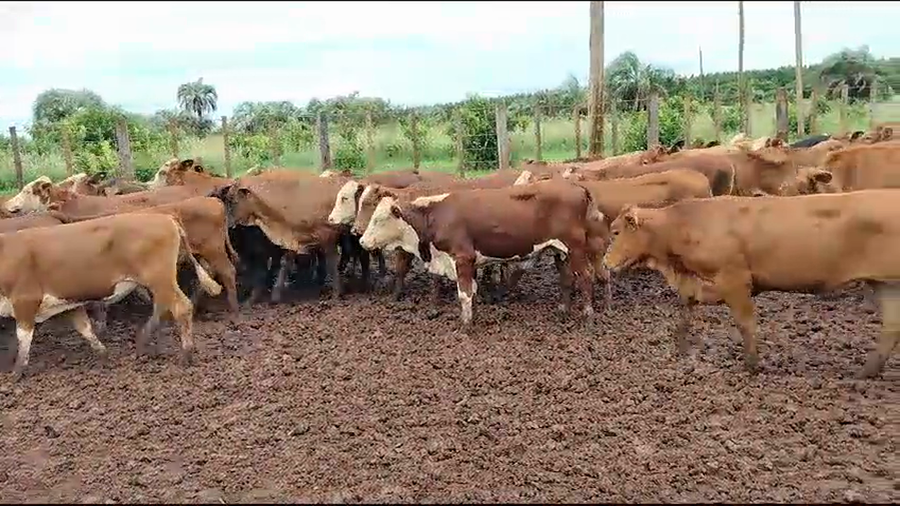 Lote 110 Terneras en Virasoro, Corrientes