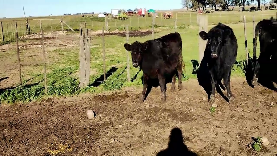 Lote 69 Terneras en Olavarría