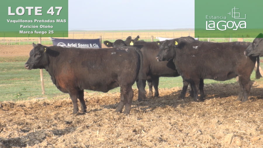 Lote VAQUILLONAS MAS PREÑADAS ANGUS PARICIÓN OTOÑO - 25