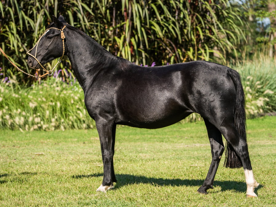 Lote Rendilha da Charqueada