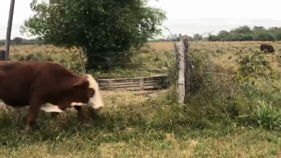 Lote 35 Novillos en Riachuelo, Corrientes