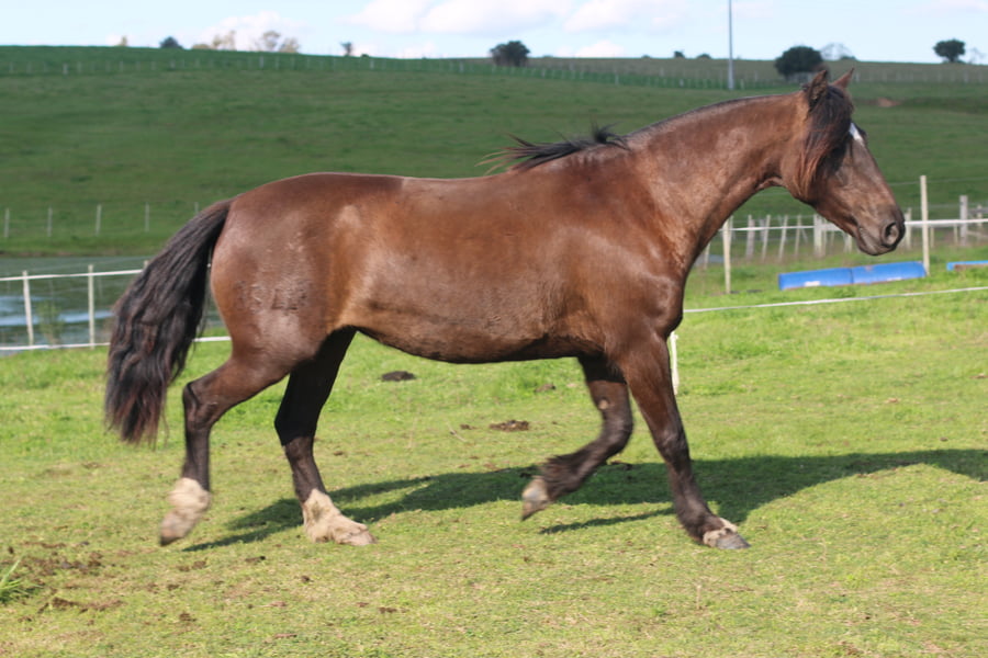 Lote SANTA GLORIA SUERTE NEGRA