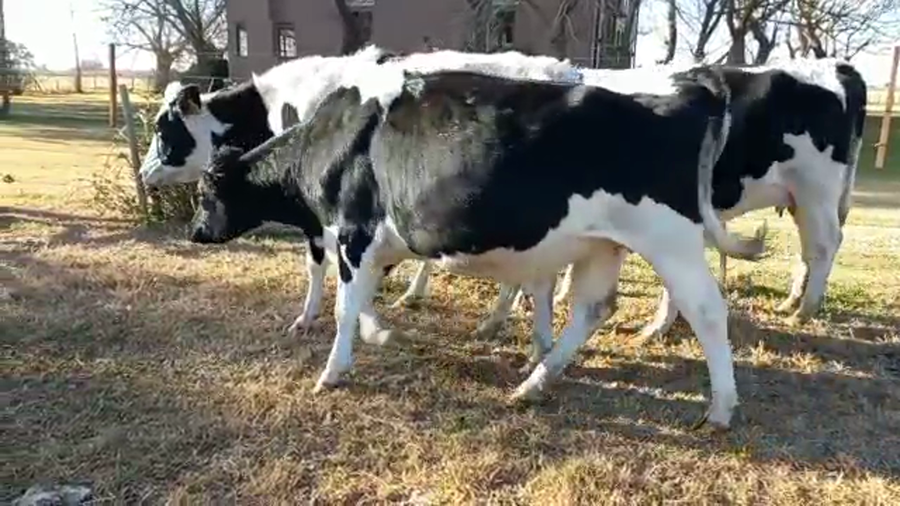 Lote Elvira Julia - Vaquillonas Preñadas