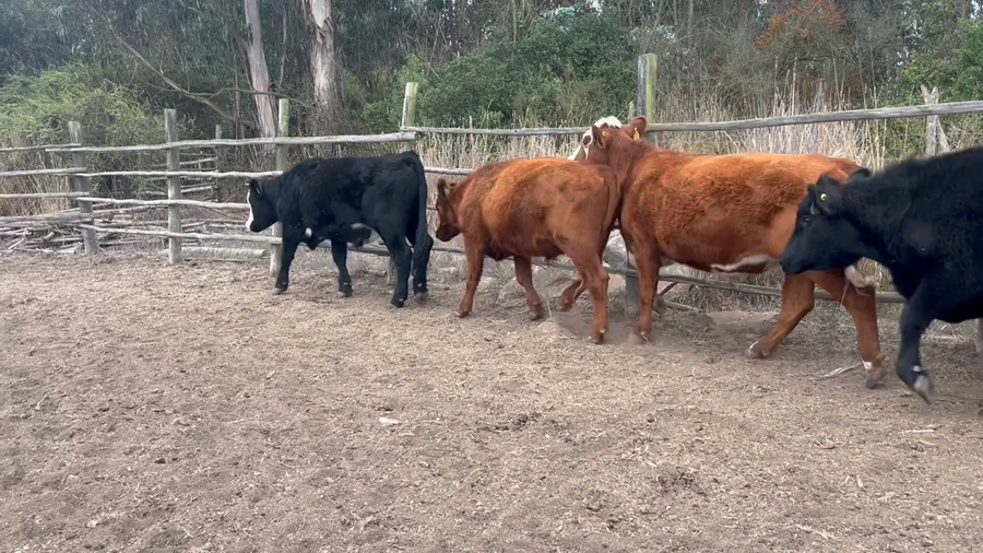 Lote 13 Novillo Engorda en Santo Domingo, V  Región Valparaíso