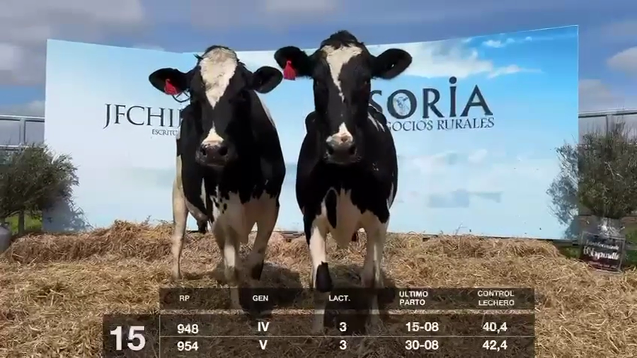 Lote VACAS EN PRODUCCIÓN