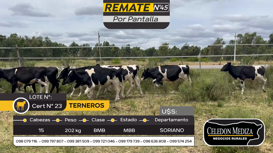 Lote 15 Terneros en Otra Localidad, Soriano
