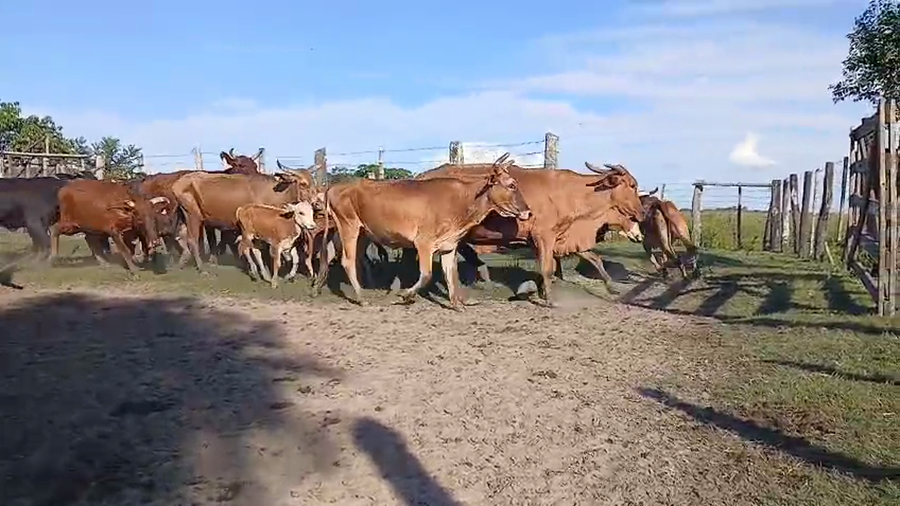 Lote 60 Vaquillonas/Vacas con cría en Corrientes, San Luis del Palmar