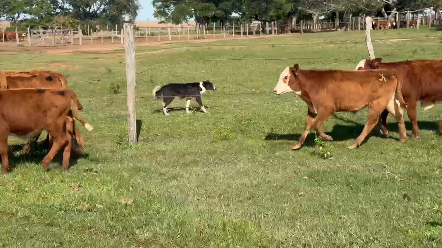 Lote 70 Terneros en Corrientes, Alvear