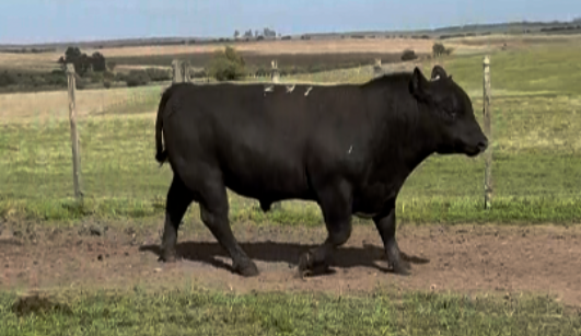 Lote Angus