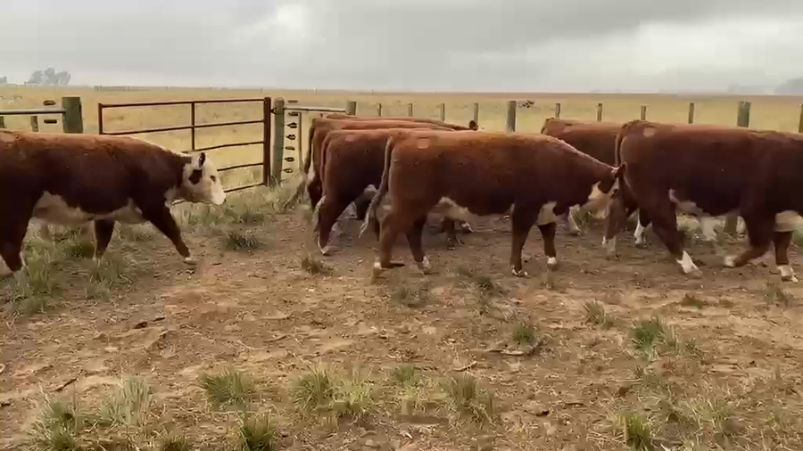 Lote 8 Vaquillonas -  Cabaña La Escondida de Carolina Garciarena