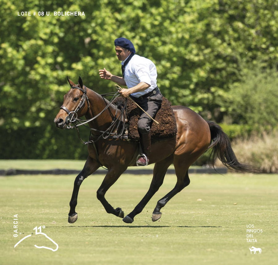 Lote U. BOLICHERA - T/E (DOLFI E01 CURA - CLON - DOLFINA B02 CUARTETERA - CLON)