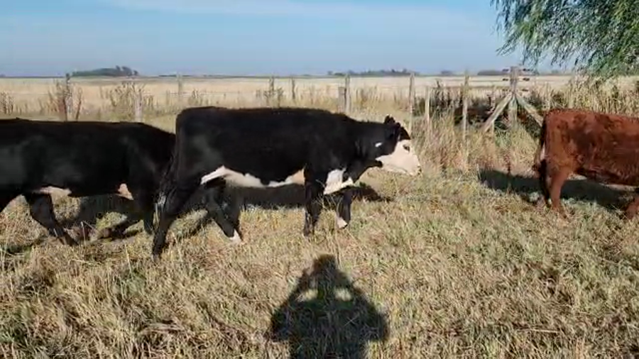 Lote 35 Terneros/as en Bolívar, Buenos Aires