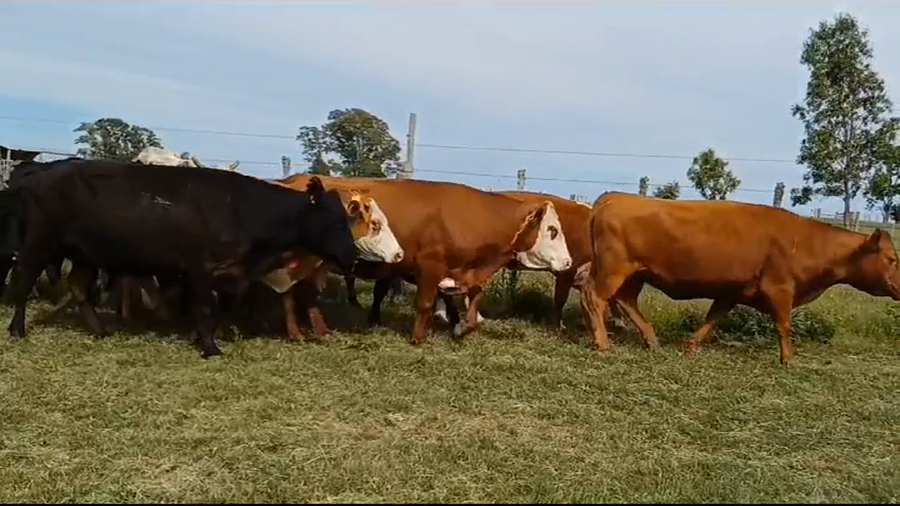 Lote (Vendido)11 Vacas de Invernada HEREFORD-ANGUS-HEREFORD/ ANGUS a remate en #39 Pantalla Carmelo 390kg -  en PIEDRA CHATA