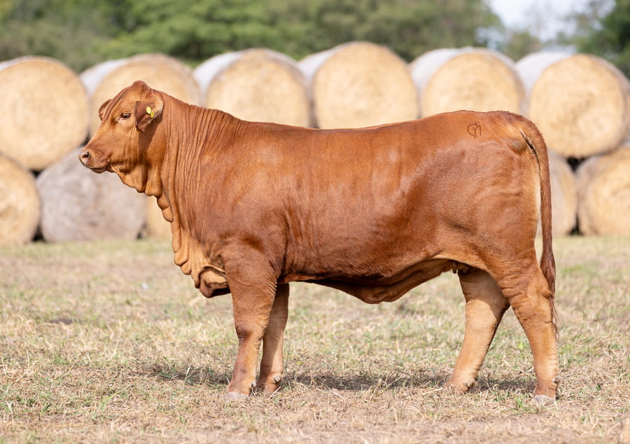 Lote LOTE 26