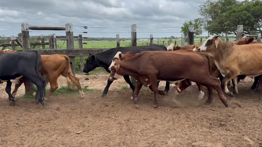 Lote 45 Novillos en Corrientes, Paso de La Patria