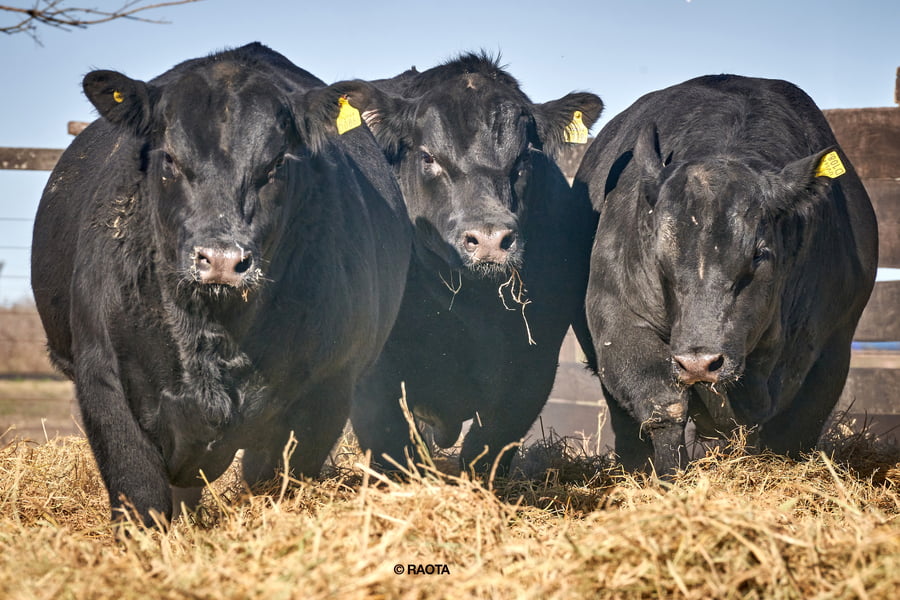 Lote Toros PC Cabaña ME Ken