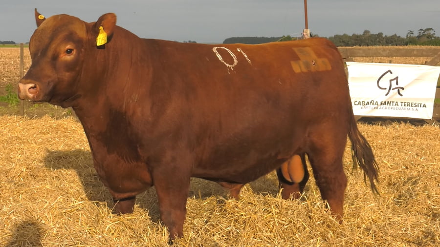 Lote Toros PC Colorados