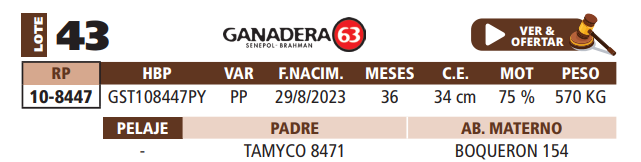 Lote LOTE 43